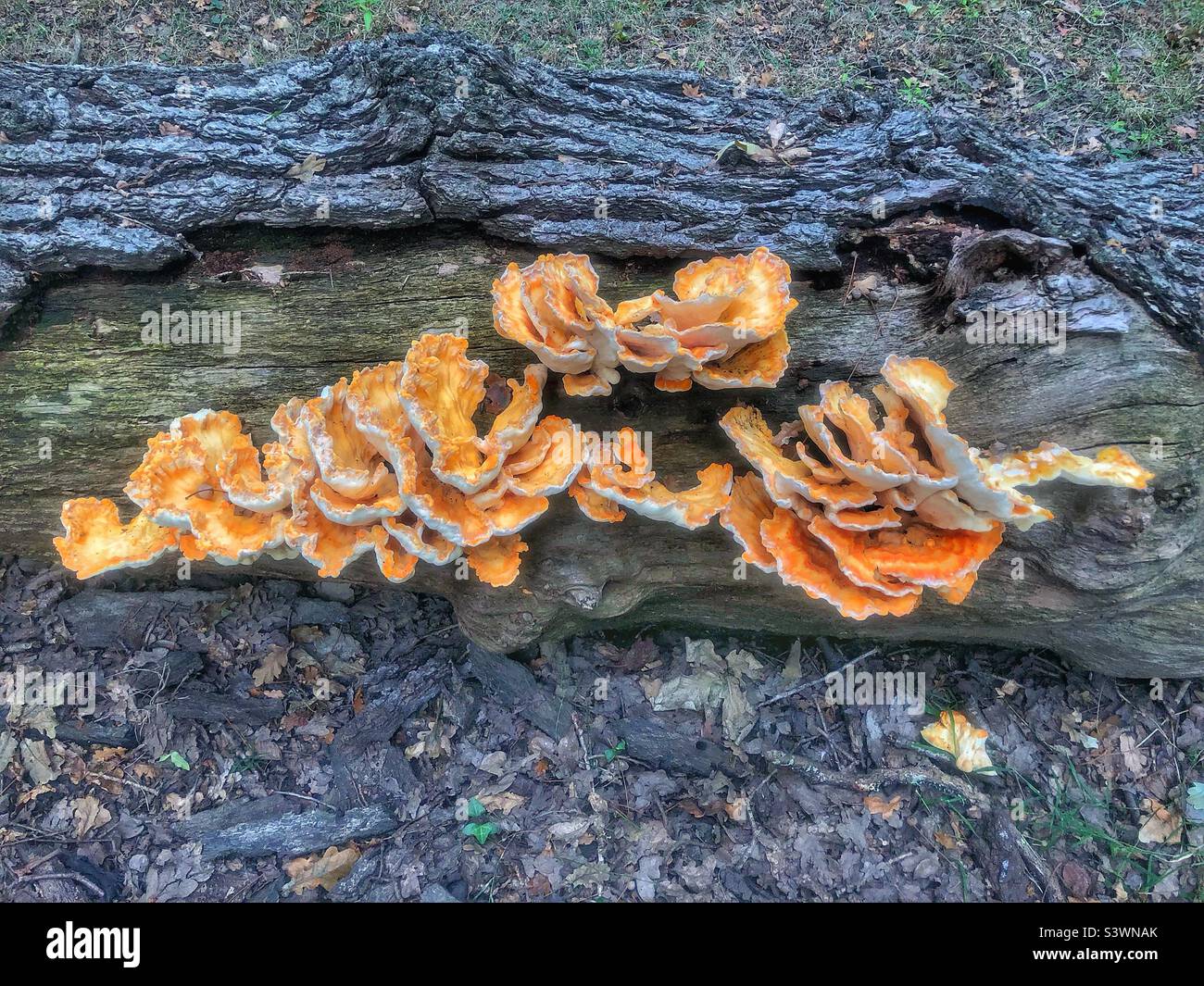 Pollo dei boschi (Laetiporus sulfureus) su albero caduto nel Parco Nazionale della Nuova Foresta Agosto 2022 - Immagine stock catturata con smartphone