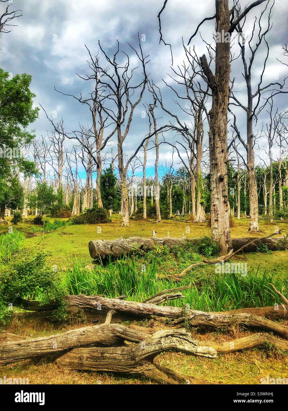 Foresta di querce morte nel New Forest National Park, Hampshire, Regno Unito - Immagine stock catturata con smartphone