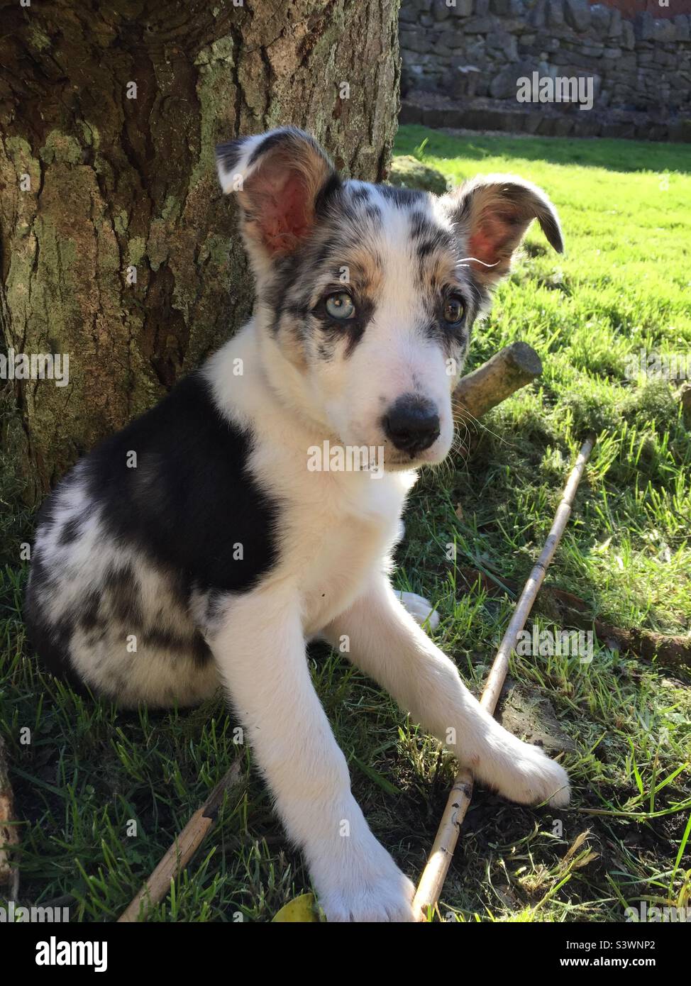 Border Collie Blue Merle Tricolor Puppy con grandi orecchie Foto Stock