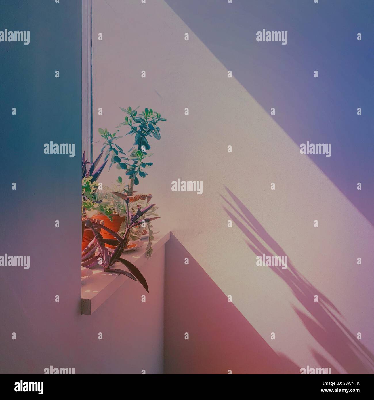 Interni moderni con finestre luminose e ombre di piante che si illuminano - Immagine stock catturata con smartphone