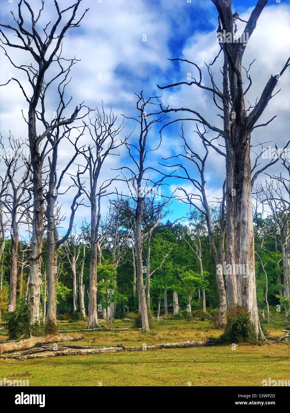 Dead Oak Trees nel New Forest National Park, Hampshire, Regno Unito - Immagine stock catturata con smartphone