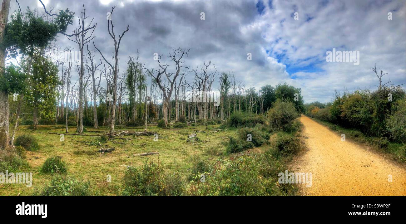 Percorso in ghiaia vicino alla foresta di querce morte nel New Forest National Park, Hampshire, Regno Unito - Immagine stock catturata con smartphone
