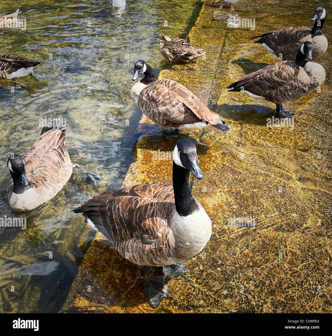 “Canada Goose Party” un gruppo di oche canadesi si riuniscono per un mezzogiorno in una calda giornata di sole Foto Stock