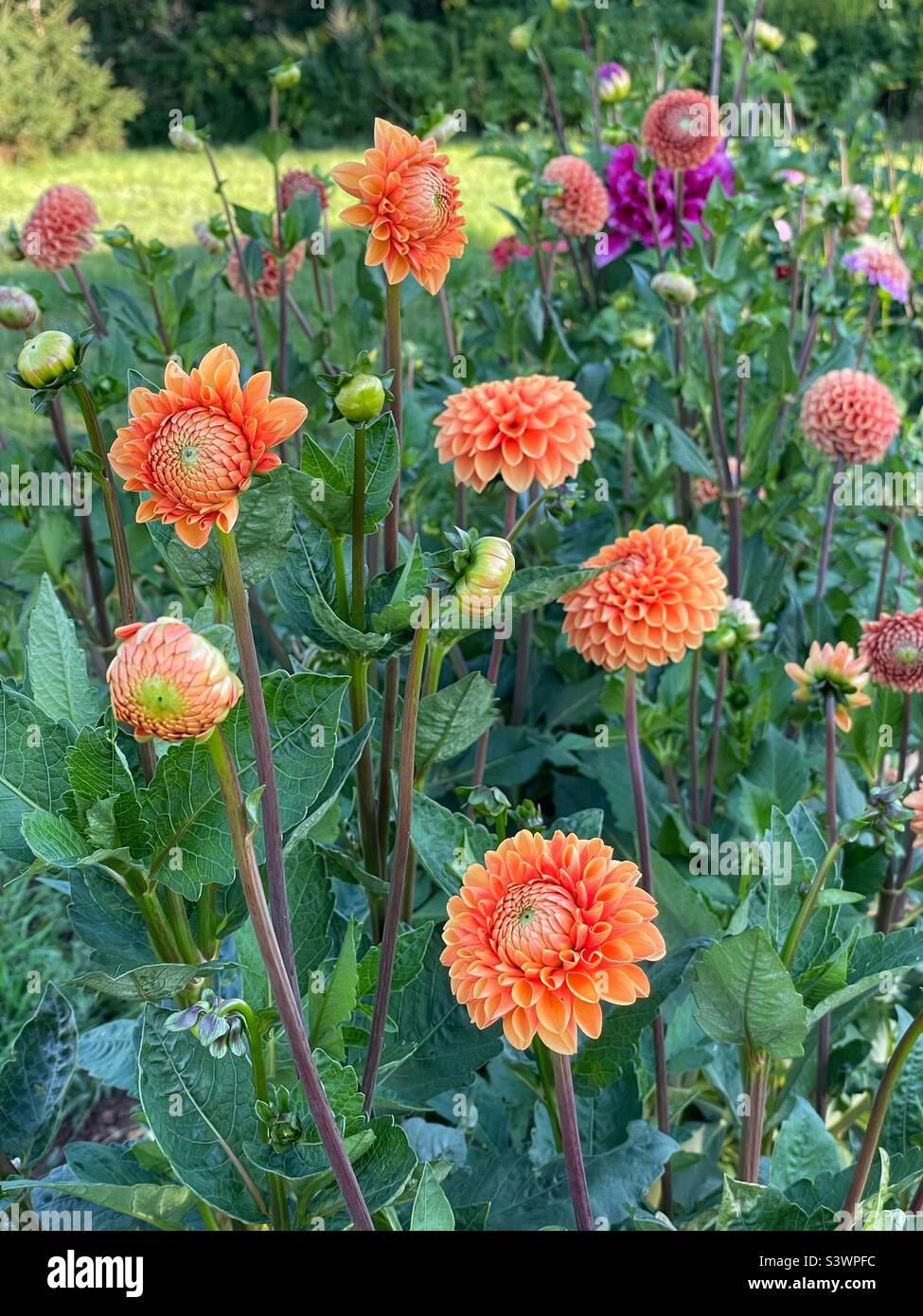 Pallina arancione a forma di dahlias nel giardino casa. - Immagine stock catturata con smartphone