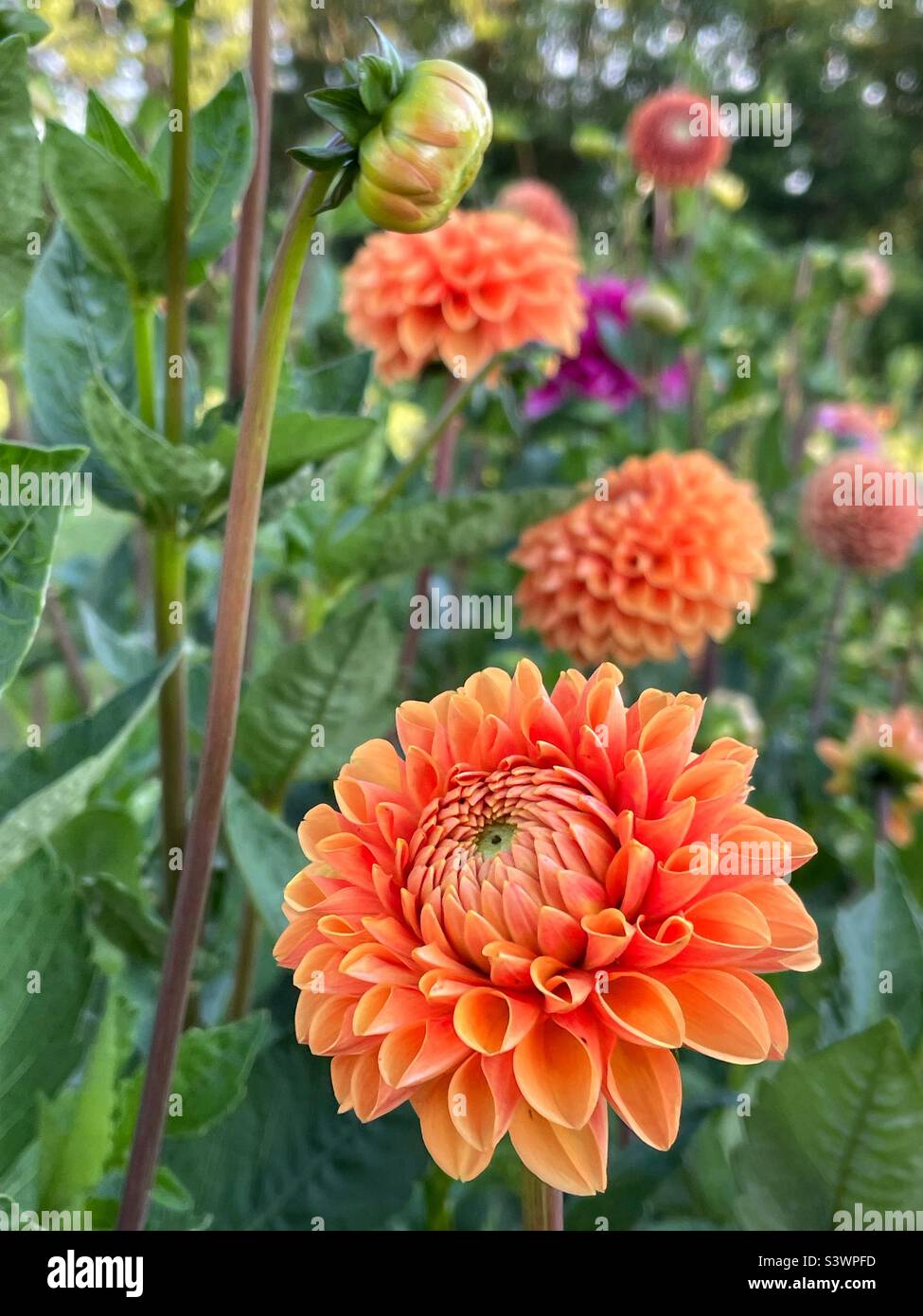 Pallina arancione a forma di dahlias nel giardino casa. - Immagine stock catturata con smartphone