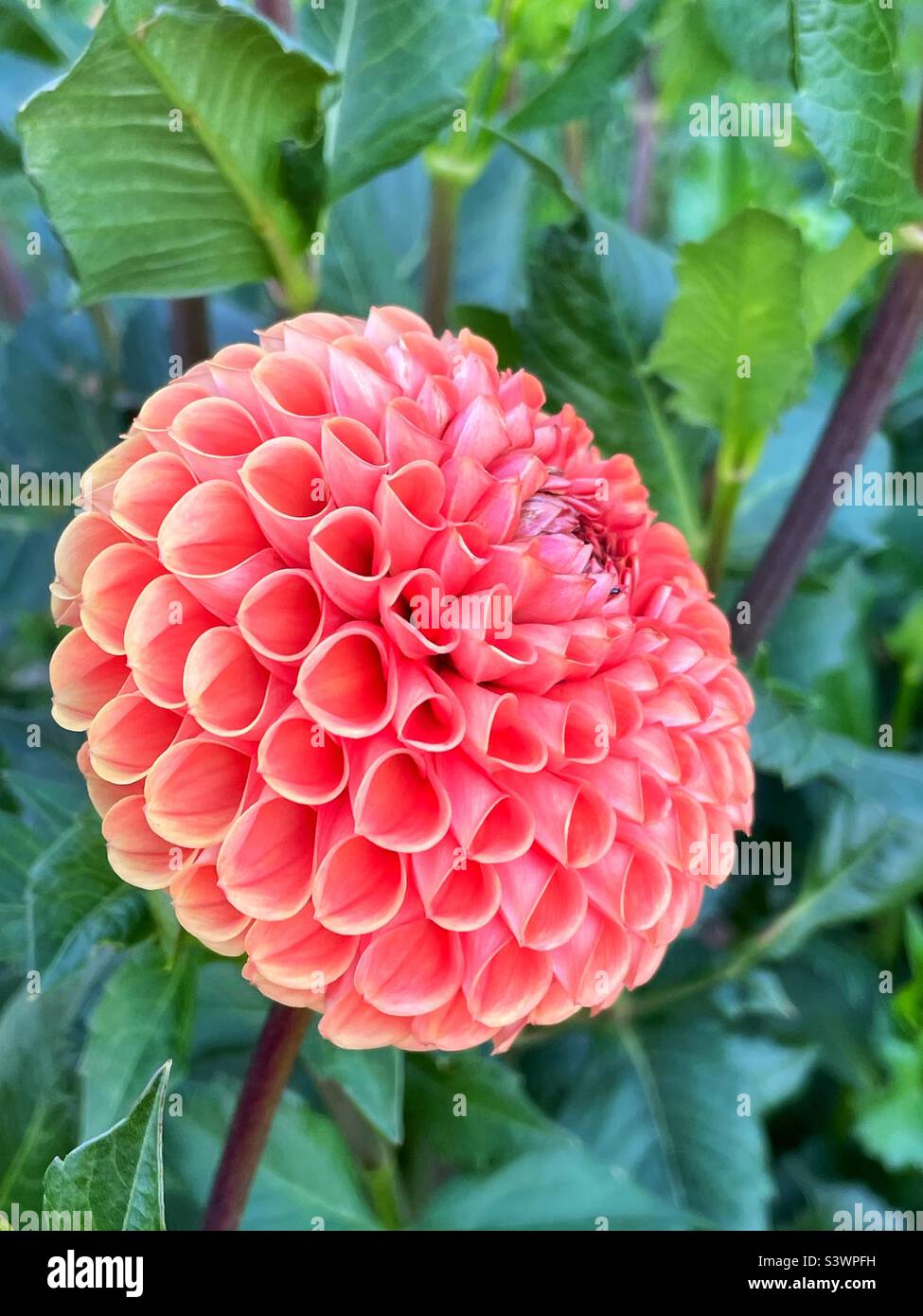 Pallina arancione a forma di dahlia nel giardino di casa. - Immagine stock catturata con smartphone