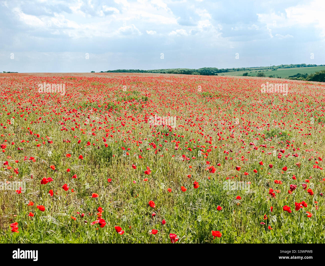 Campo di papaveri in fiore, Stony Hills, Hertfordshire, Regno Unito Foto Stock