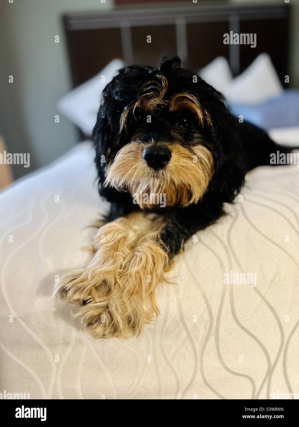 Cucciolo di Cavapoo rilassante in un hotel. Foto Stock