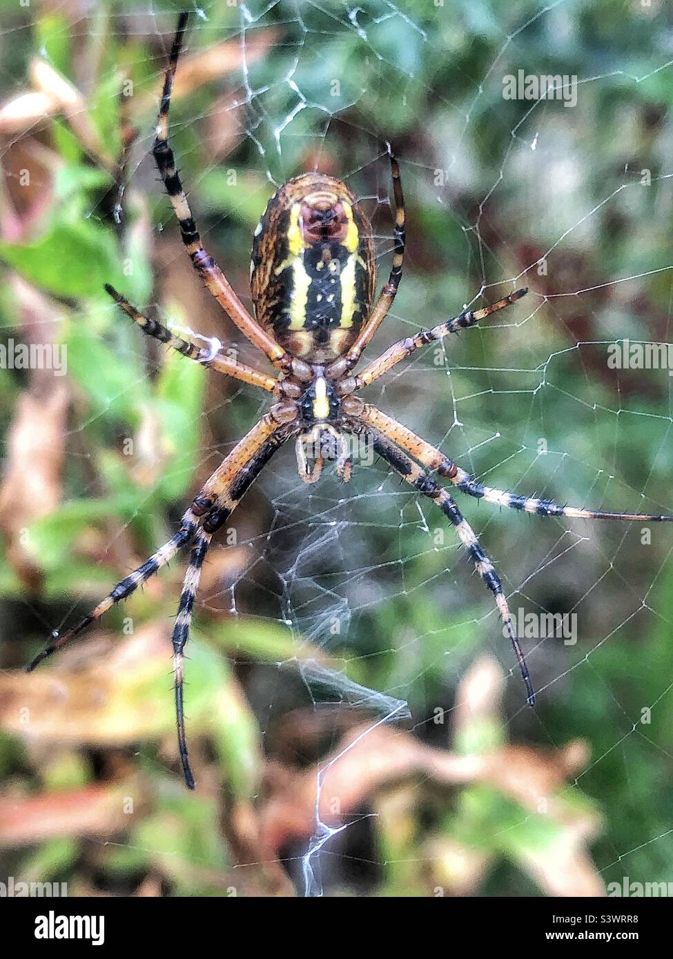 WASP Spider (Argiope bruennichi) femmina, vista dal basso. Location:The Hub, Eastleigh, Bishopstoke, Hampshire, Regno Unito. Agosto 2022. Foto Stock