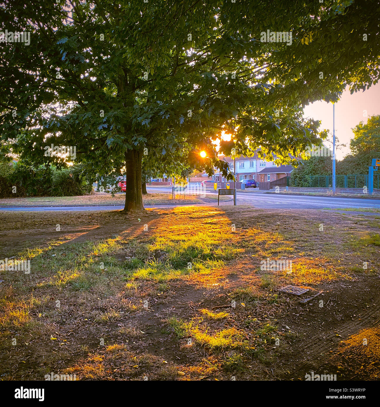 Un sole che splende sull'erba e tra gli alberi a Tilehurst, Reading, Regno Unito al tramonto Foto Stock