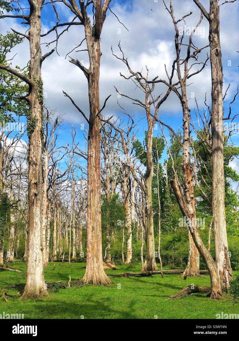 Dead Oak Forest nel New Forest National Park, Hampshire, Regno Unito - Immagine stock catturata con smartphone