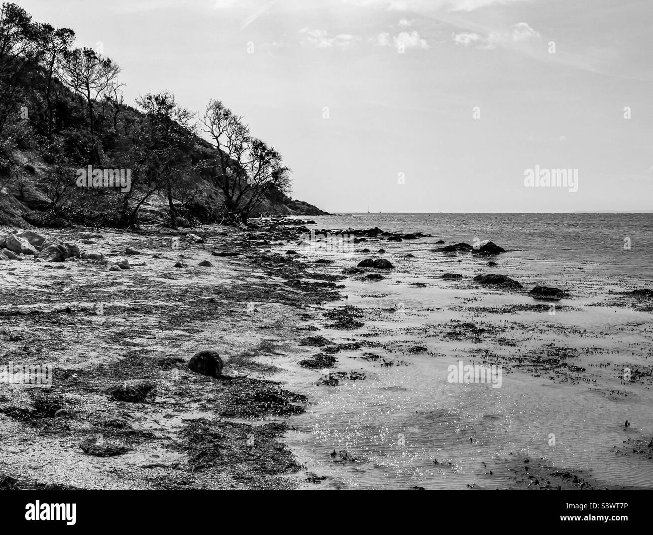 Erosione della spiaggia e radici degli alberi vicino a Fort Victoria, Isola di Wight Foto Stock