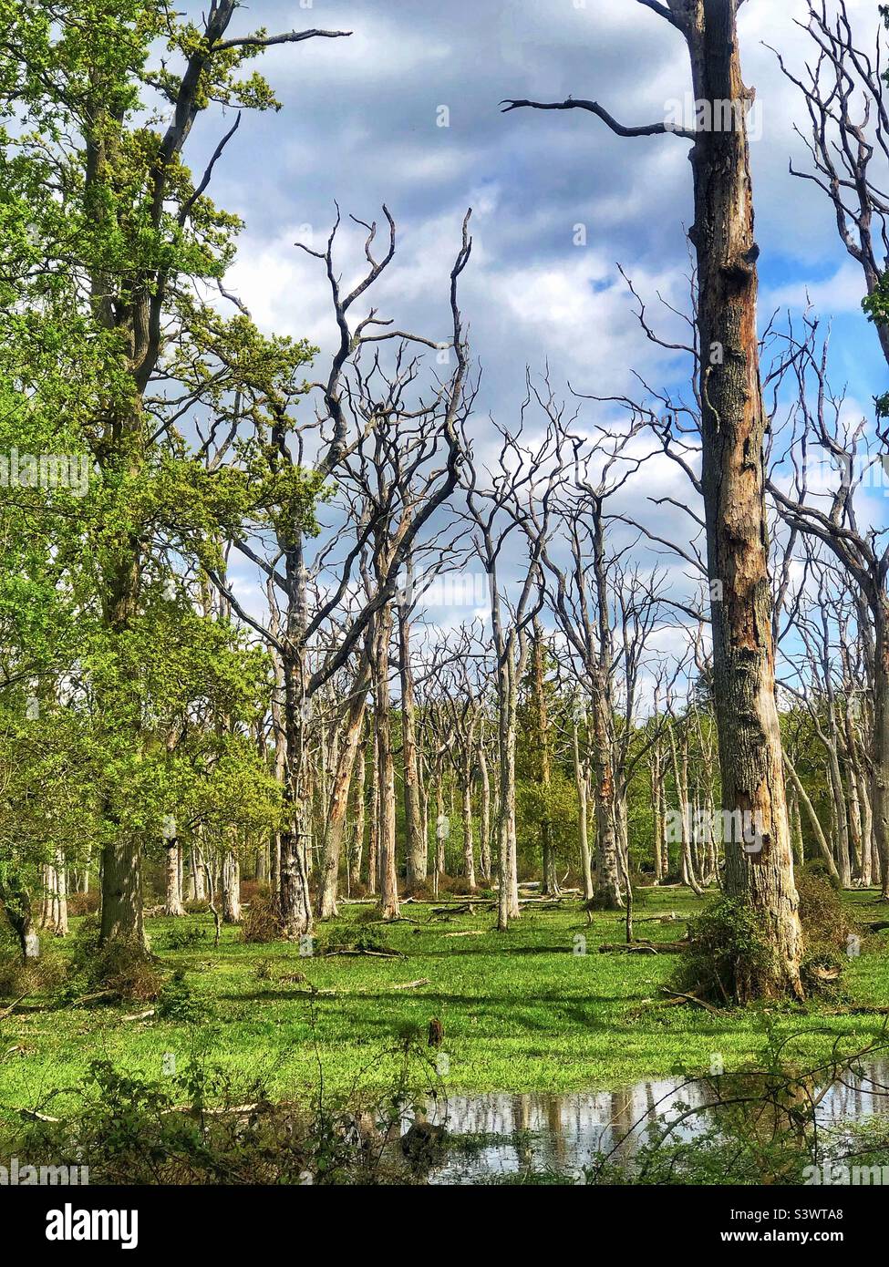 Quercia vivente in una foresta di quercia morta in primavera Foto Stock