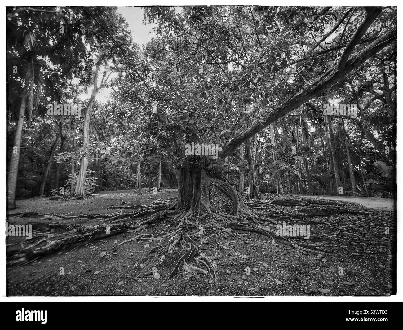 Foto in bianco e nero di albero e radici sopra terra con radici pendenti e fogliame e foglie in Giamaica Foto Stock