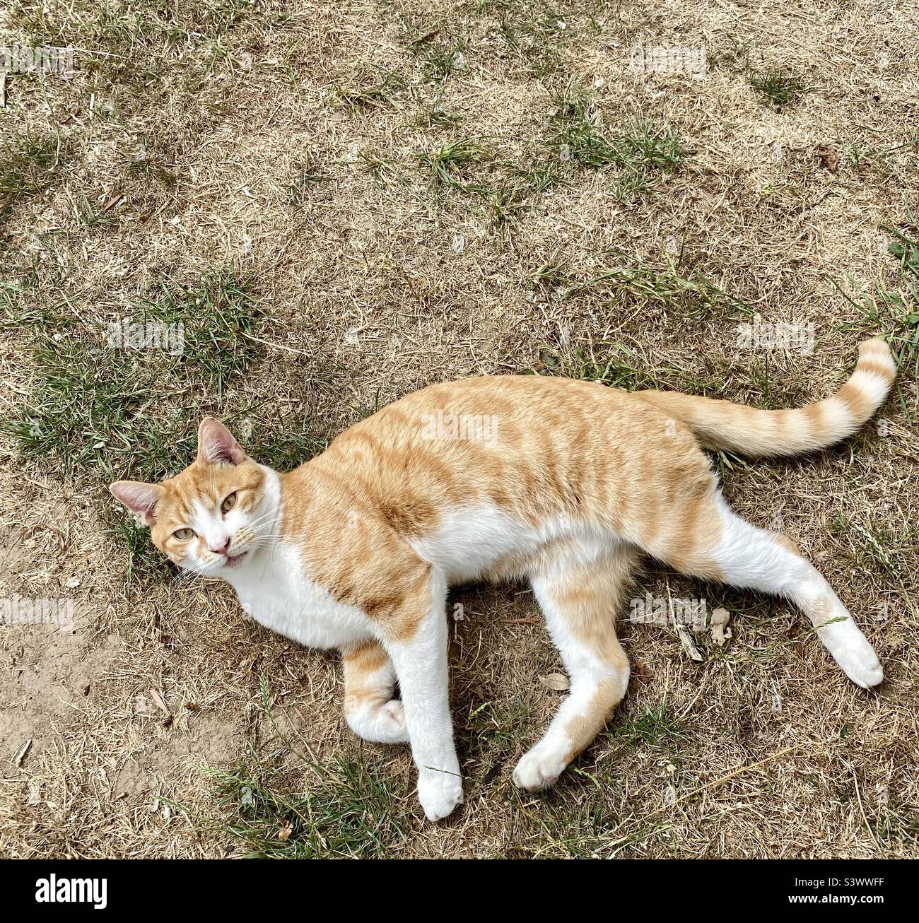 Zenzero e gatto tabby bianco che si posa su erba affamata di pioggia - Regno Unito, agosto 2022. Foto Stock