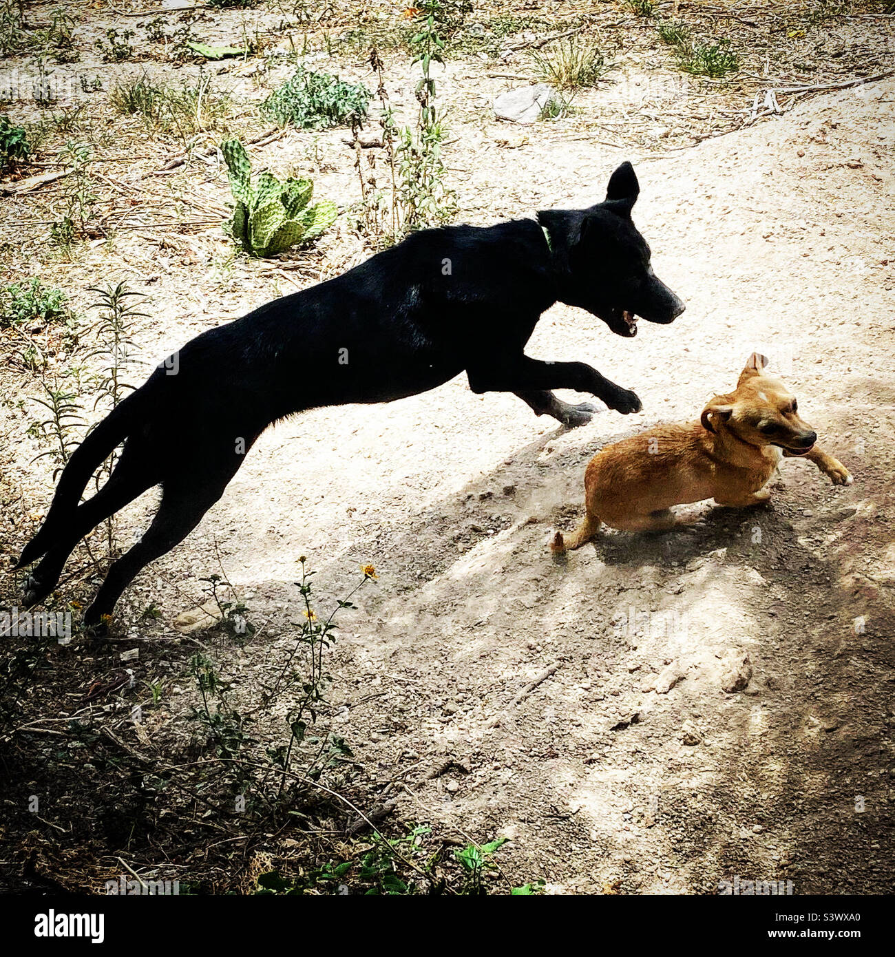 Cani che giocano sulla sabbia a Queretaro, Messico. - Immagine stock catturata con smartphone