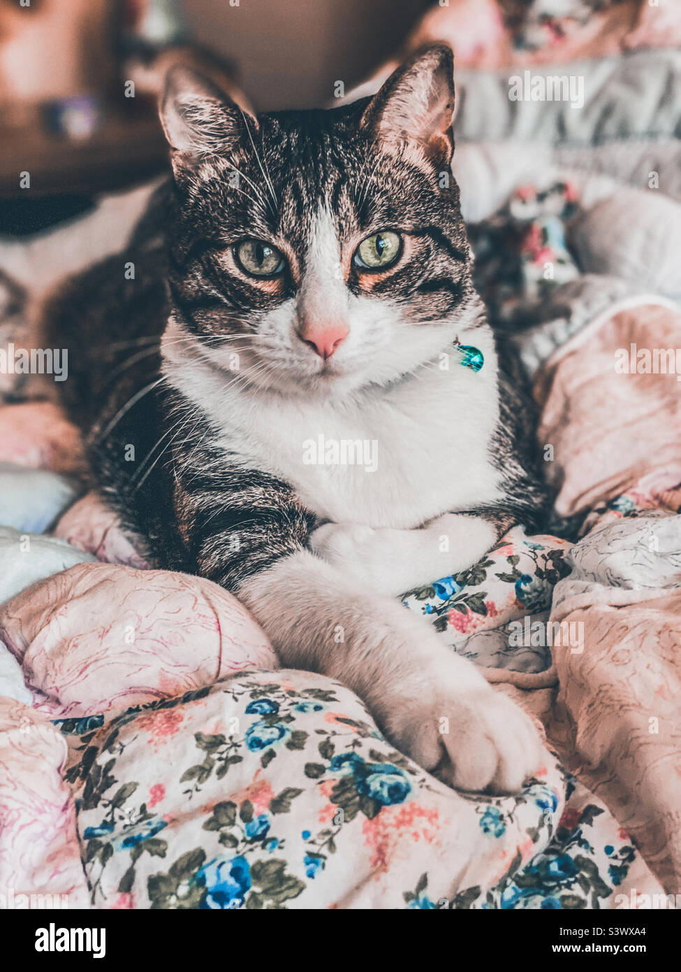 Simba bello rilassarsi sul suo copriletto preferito - Immagine stock catturata con smartphone