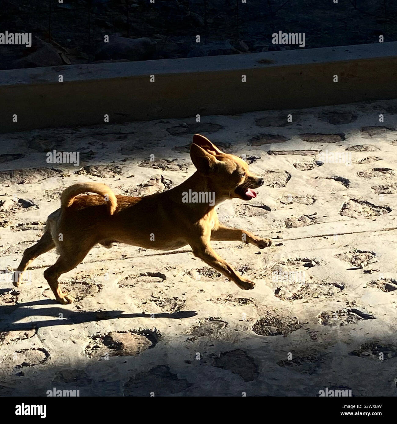 Un piccolo cane messicano chihuahua corre in una strada a Queretaro, Messico. - Immagine stock catturata con smartphone