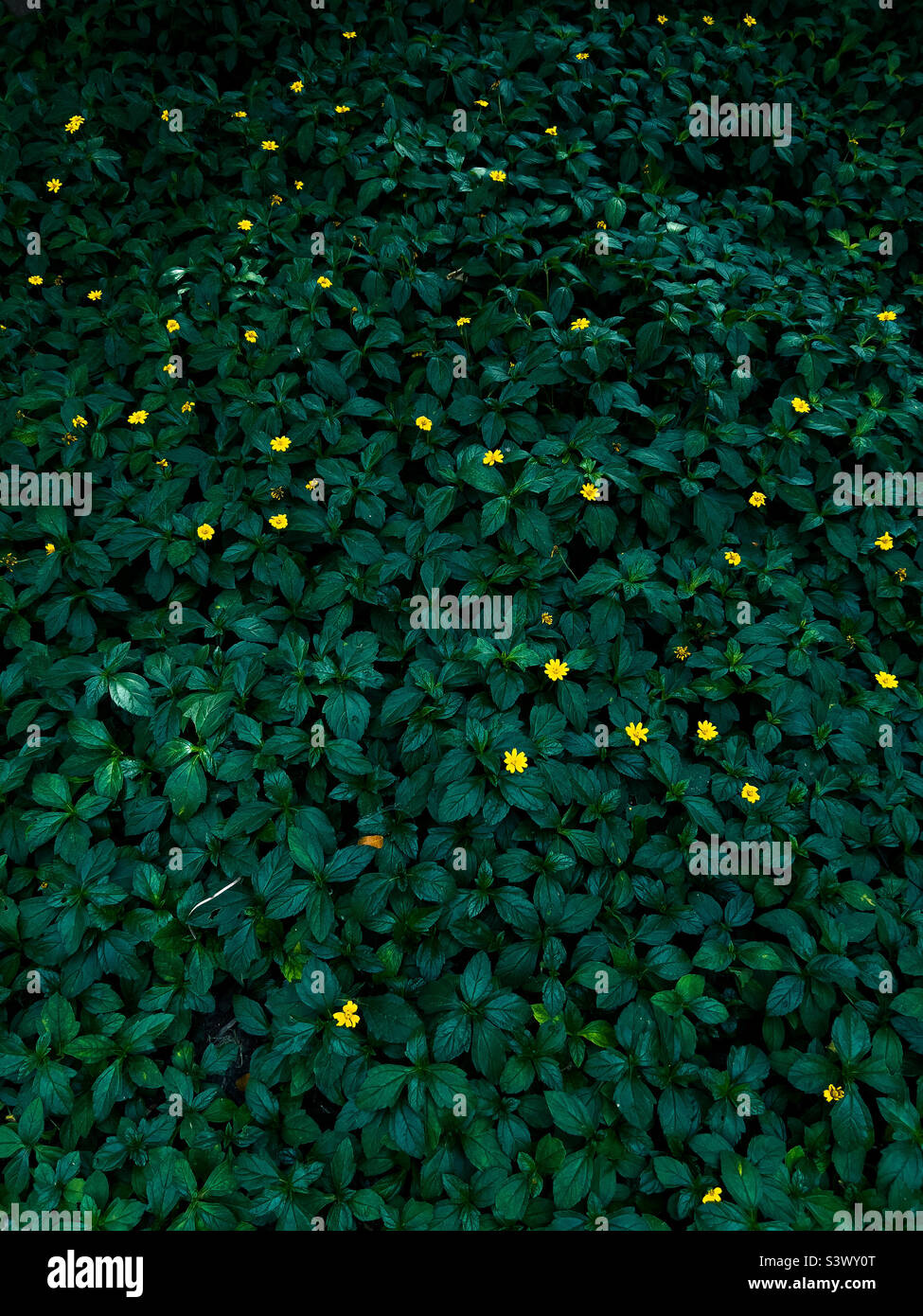 Evidenziare - Immagine stock catturata con smartphone