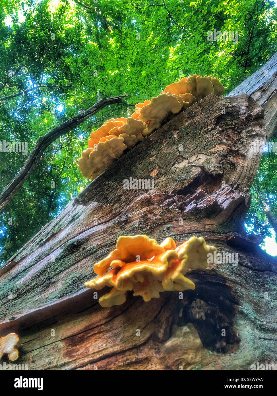 Pollo dei funghi boschi (Laetiporus sulfureus) nel Parco Nazionale della Nuova Foresta - Immagine stock catturata con smartphone