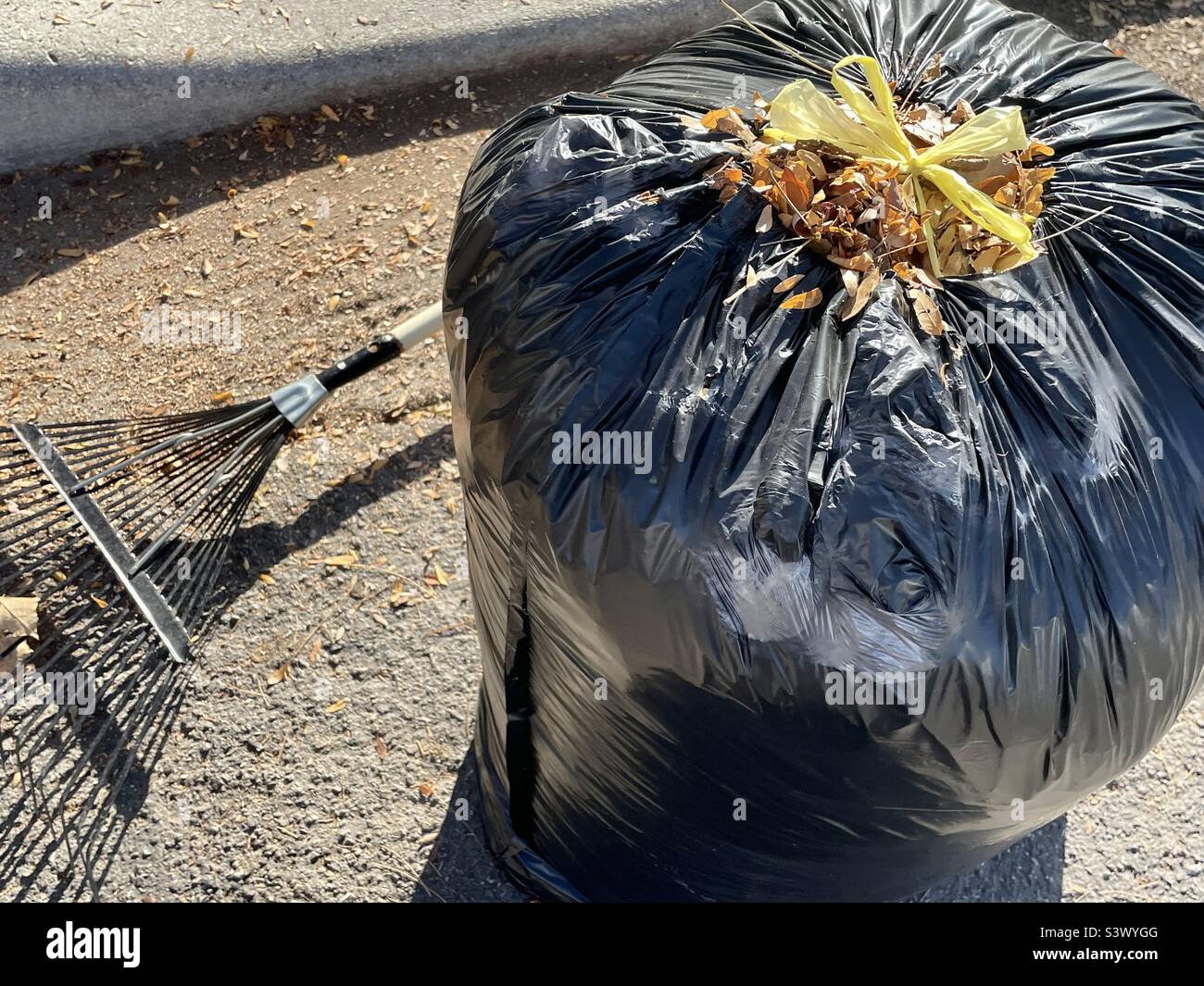 Una borsa di foglie appena rastrellate da un cortile nello Utah, USA. Le foglie croccanti, arancioni e dorate nella borsa contrastano con la borsa nera stessa, la sua ombra sulla strada del quartiere e il rastrello. - Immagine stock catturata con smartphone
