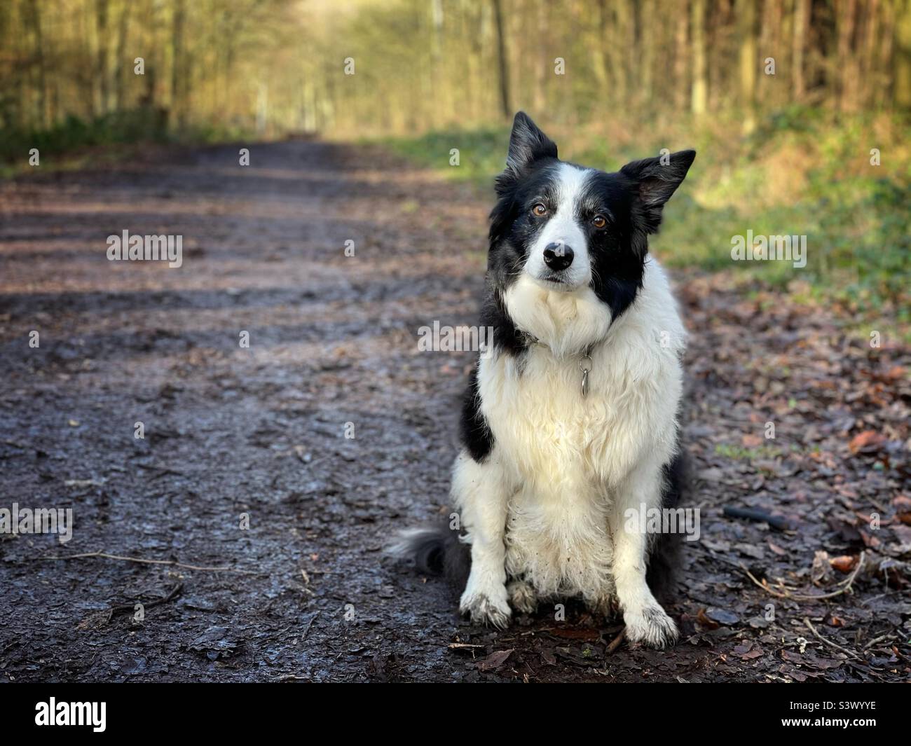 Confine collie cane seduto un sentiero boschivo in tarda serata sole autunno Foto Stock