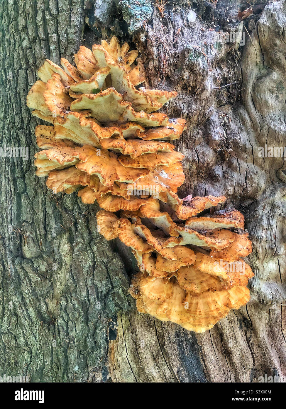 Funghi che crescono su un tronco di albero in una foresta Hampshire Regno Unito. Fine agosto - Immagine stock catturata con smartphone