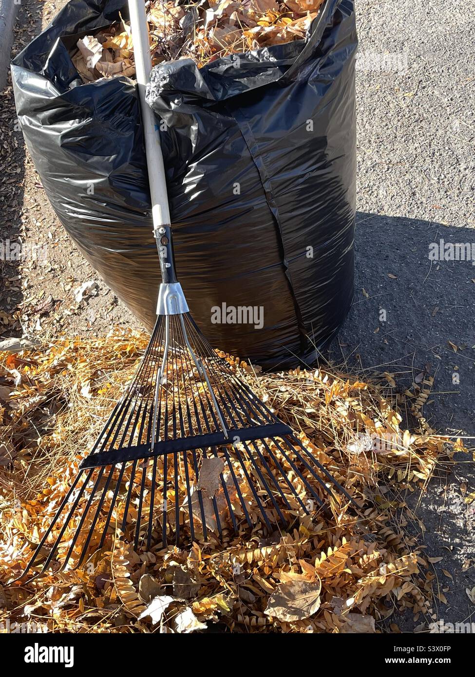 Un'immagine di vita morta stagionale per la caduta che consiste di un rastrello, foglie cadute e un sacchetto di rifiuti nero. Foto Stock