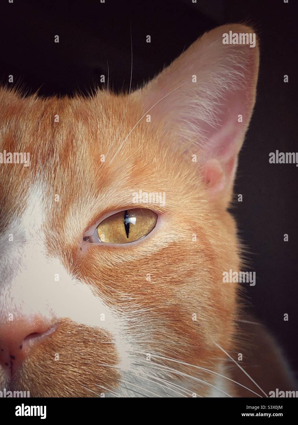 Tabby zenzero, faccia ravvicinata e tagliata che enfatizza l'occhio del gatto con sfavillanti e luminosi whisker. Foto Stock