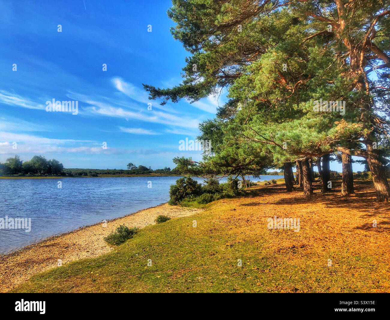 Pineta sulle rive di Hatchet stagno, Beaulieu, New Forest National Park, Hampshire, Regno Unito Foto Stock