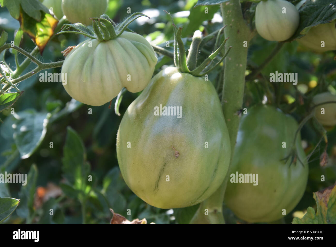 Pomodori verdi biologici su una pianta di pomodoro come simbolo per il cibo vegetariano o vegano Foto Stock