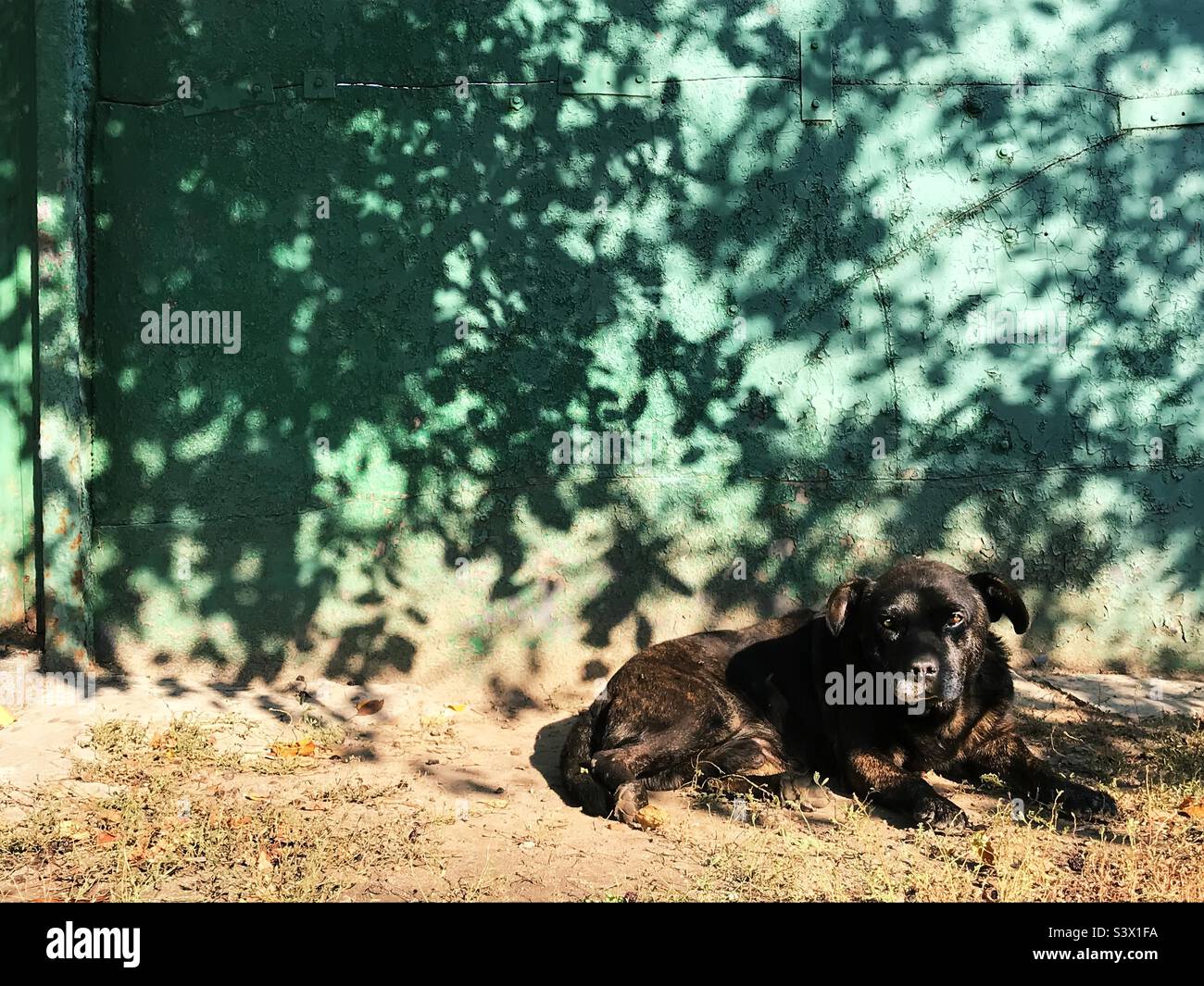 Cane nero sotto le ombre degli alberi Foto Stock