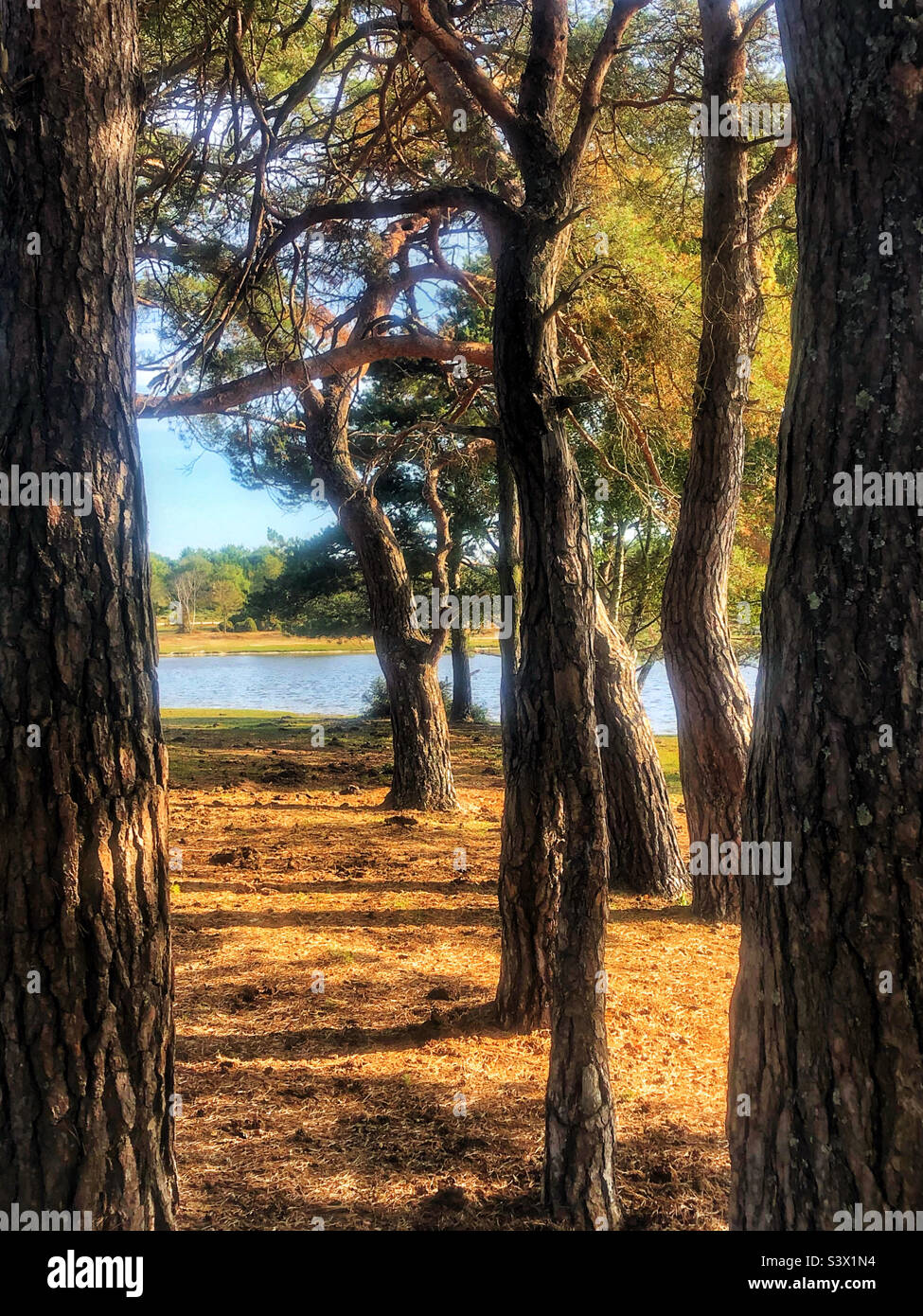 Alberi di pino sulle rive del laghetto di Hatchet, Beaulieu, New Forest National Park, Hampshire, Regno Unito - Immagine stock catturata con smartphone