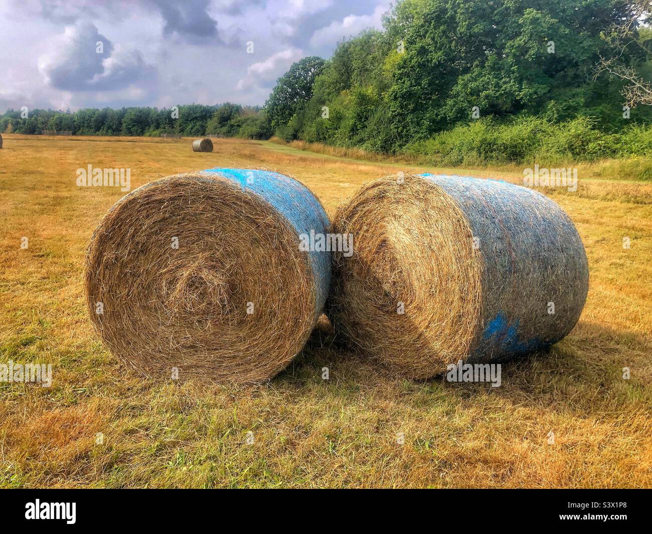 Balle di fieno in un prato dell'Hampshire in tarda estate Foto Stock