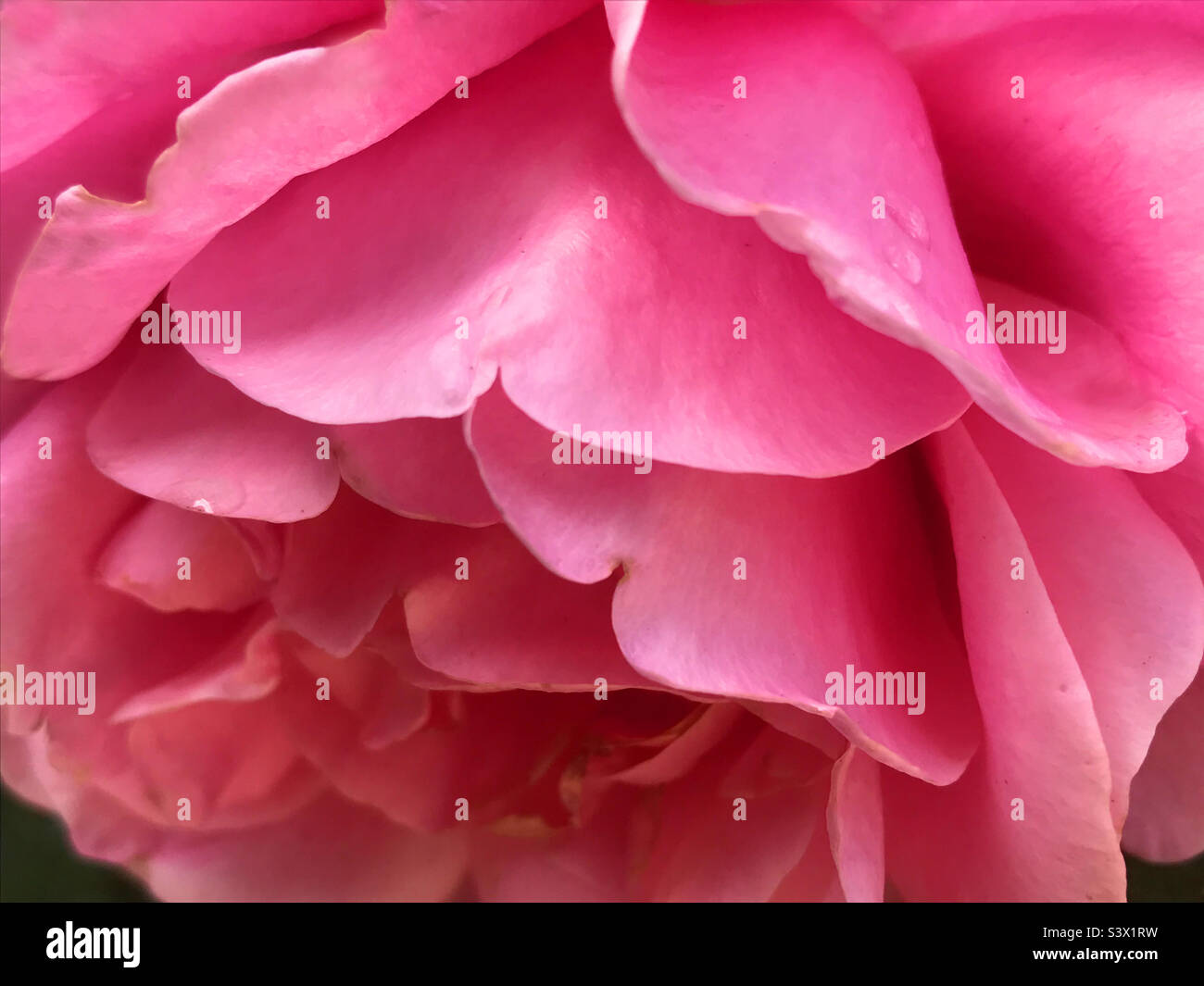 Petali di rosa. Chiudere la vista. Foto Stock
