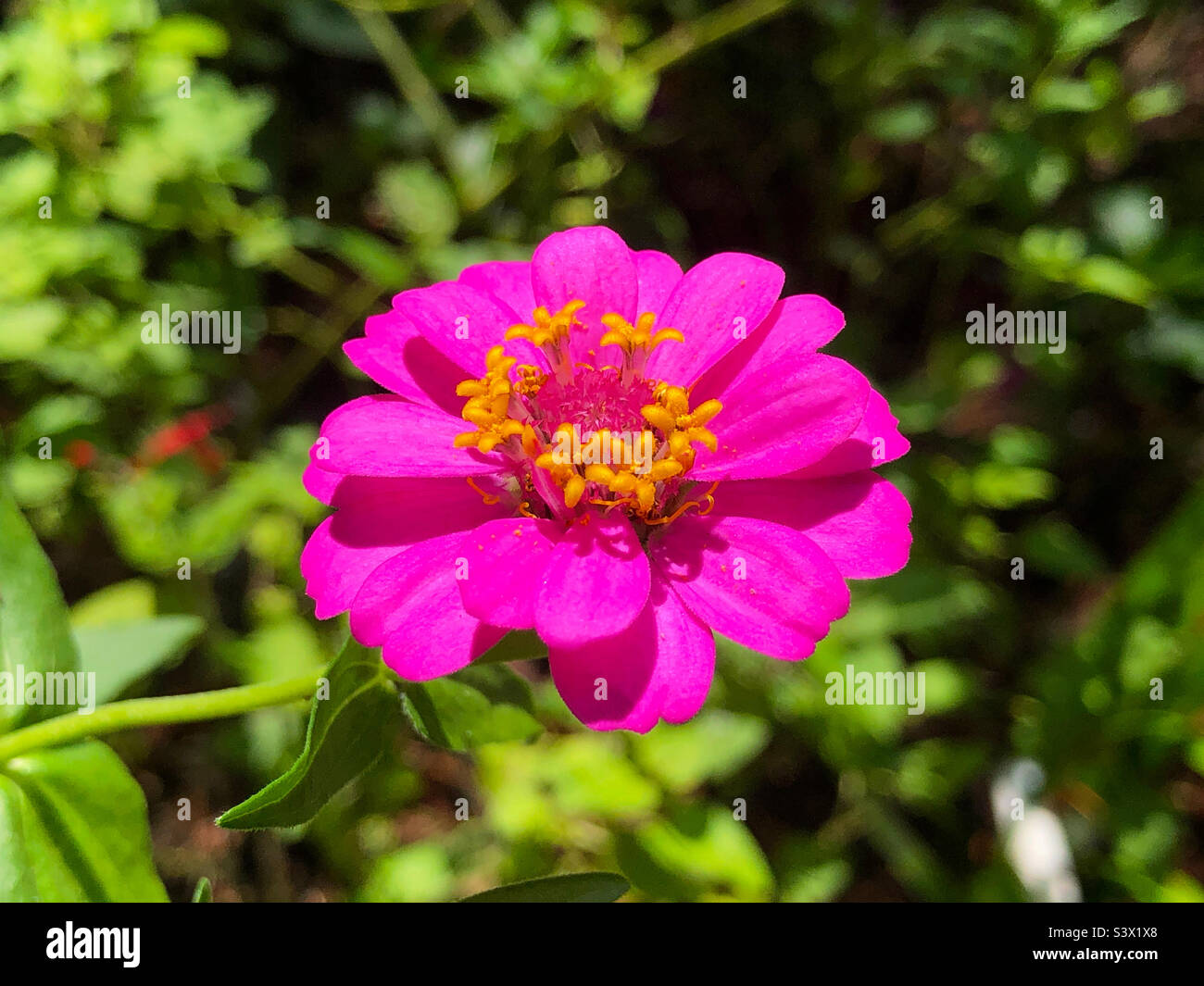 Un fiore di zinnia rosa in miniatura in un cortile della Florida Foto Stock