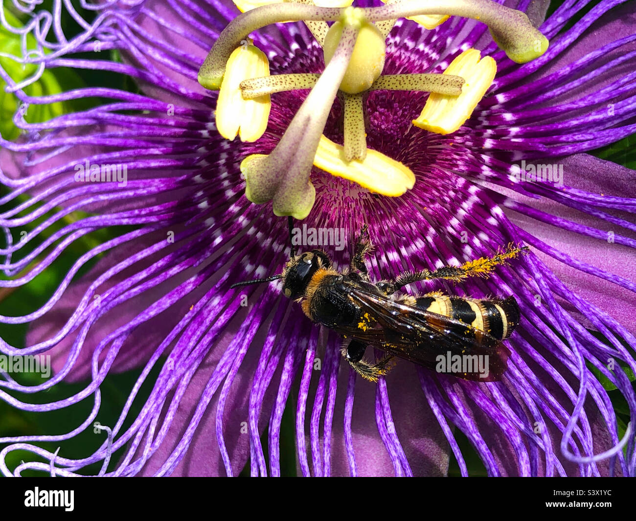 Una vespa scioliidea a tre bande (Dielis trifasciata) ricoperta di polline da un fiore di passione in un cortile della Florida. Il maschio ha quattro bande, quindi questo è un maschio. Foto Stock