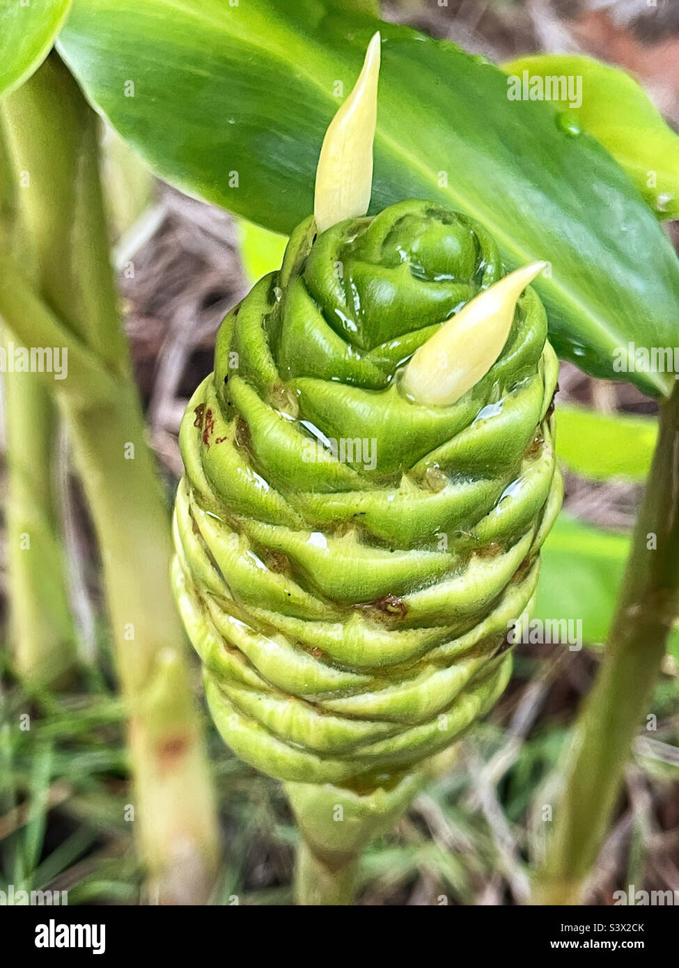 Pinecone Ginger Immagini E Fotografie Stock Ad Alta Risoluzione Alamy
