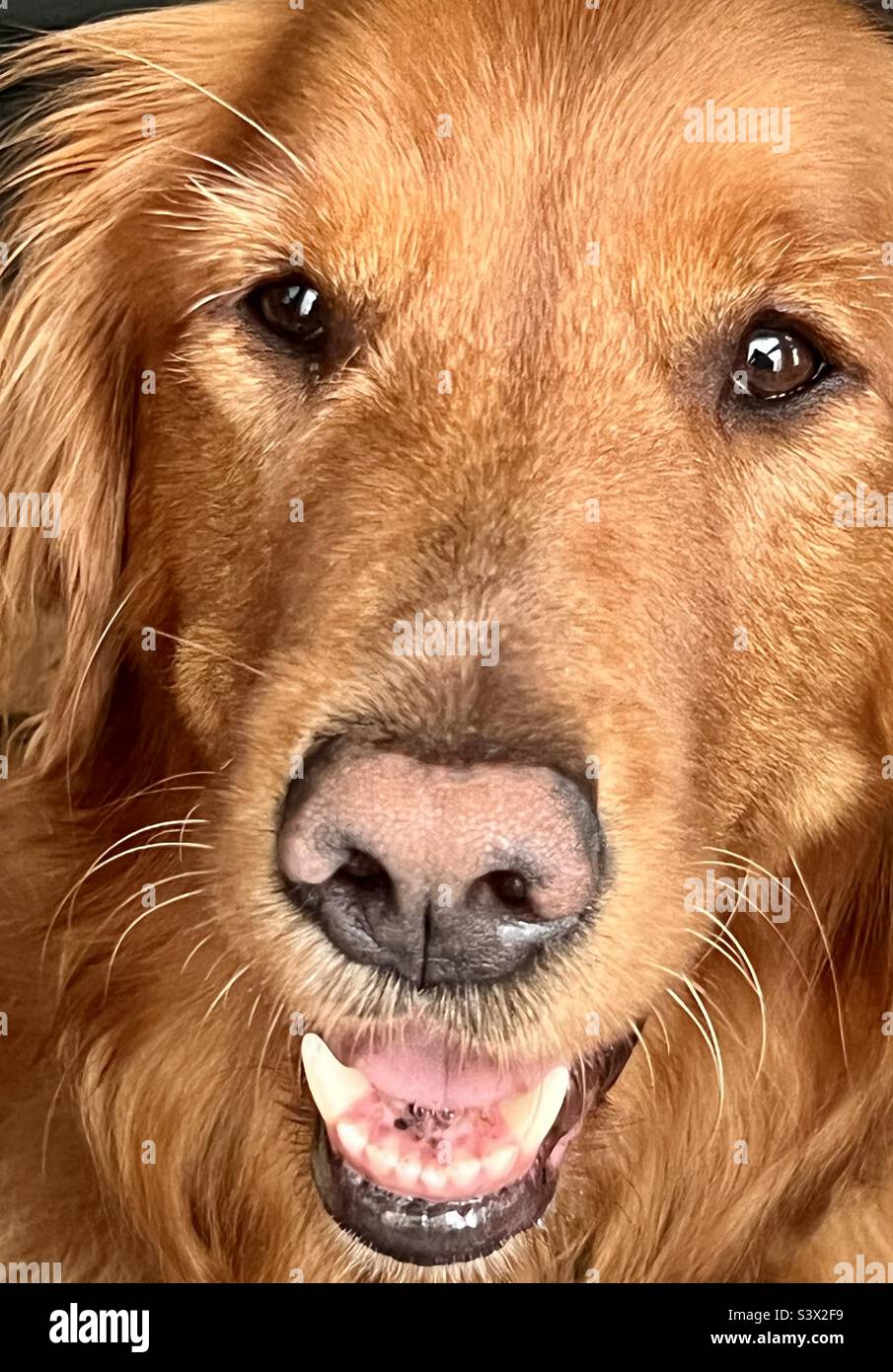 Un Golden retriever a guardare da vicino come il suo proprietario mangia uno spuntino, implorando con i suoi occhi. - Immagine stock catturata con smartphone