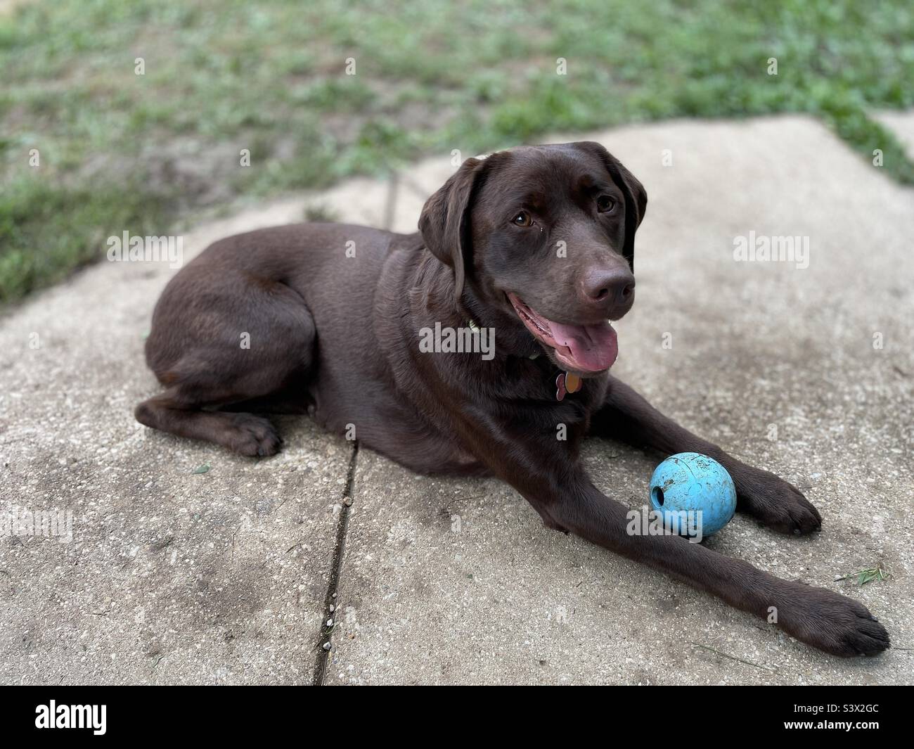 Marrone cioccolato Lab cane rilassante Foto Stock