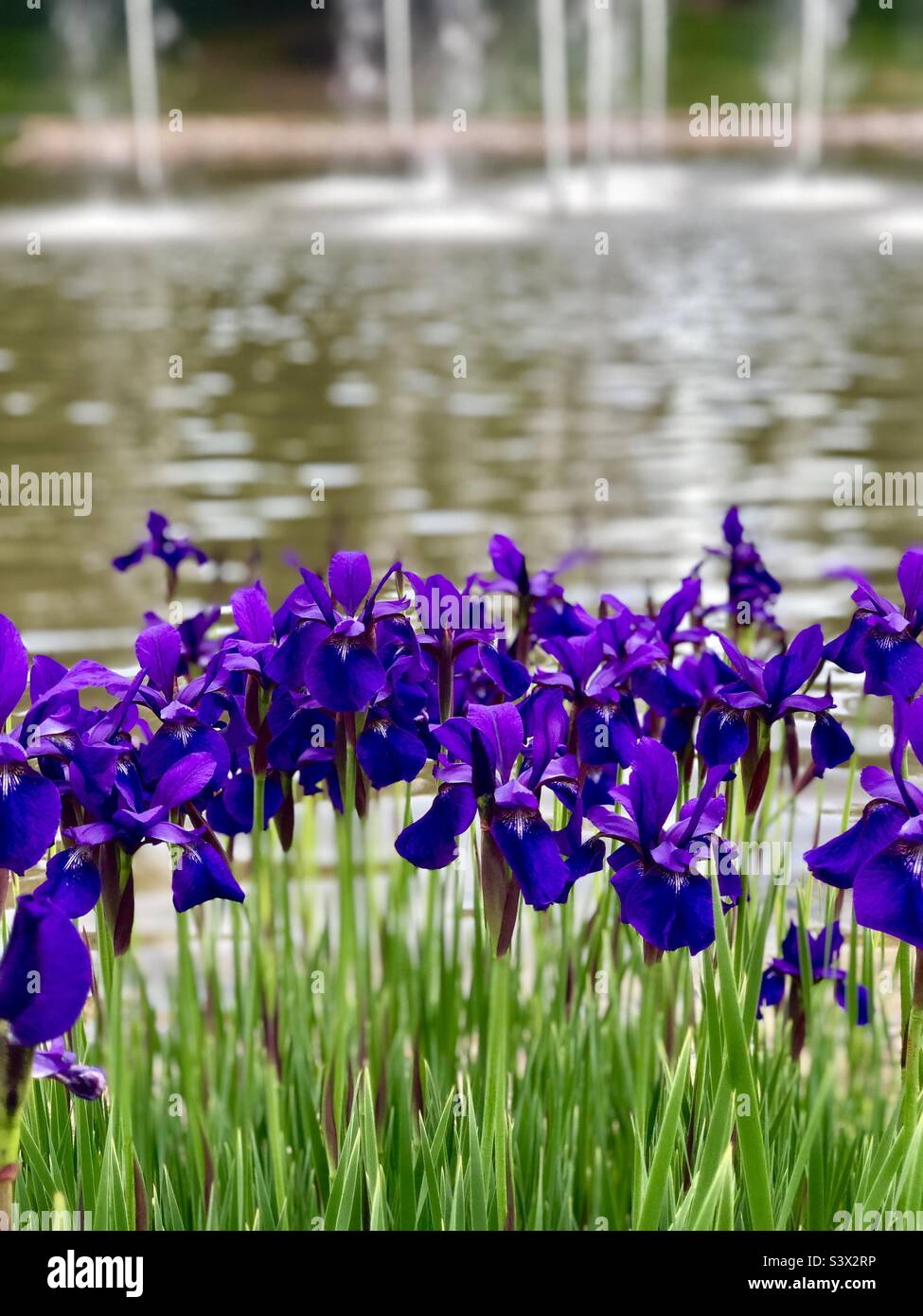 Fiori di Iris al lago Foto Stock