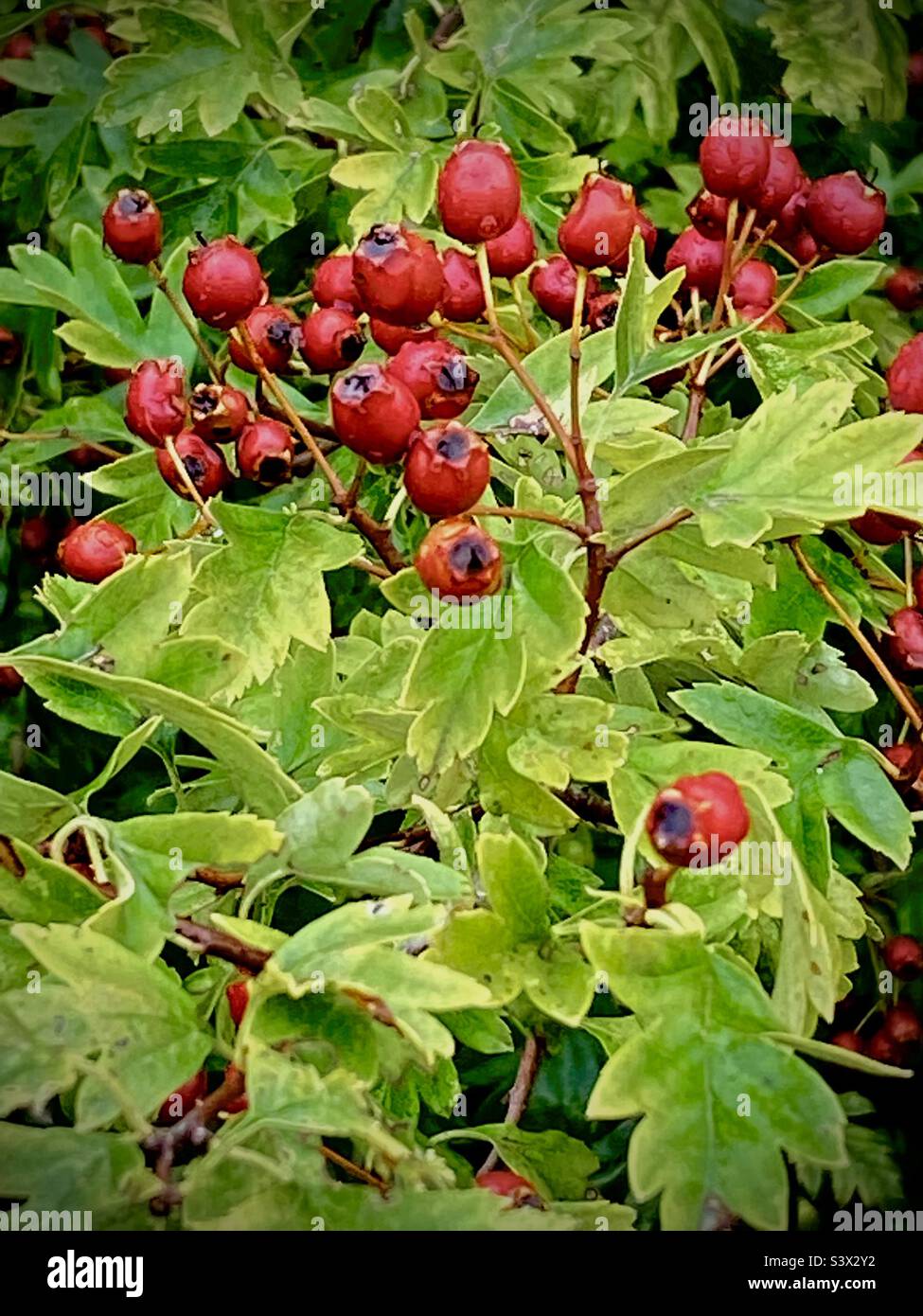 Immagine di natura morta bacche rosse e foglie verdi di un cespuglio di biancospino che cresce naturalmente nella siepe di un campo nel Suffolk nel Regno Unito - Immagine stock catturata con smartphone