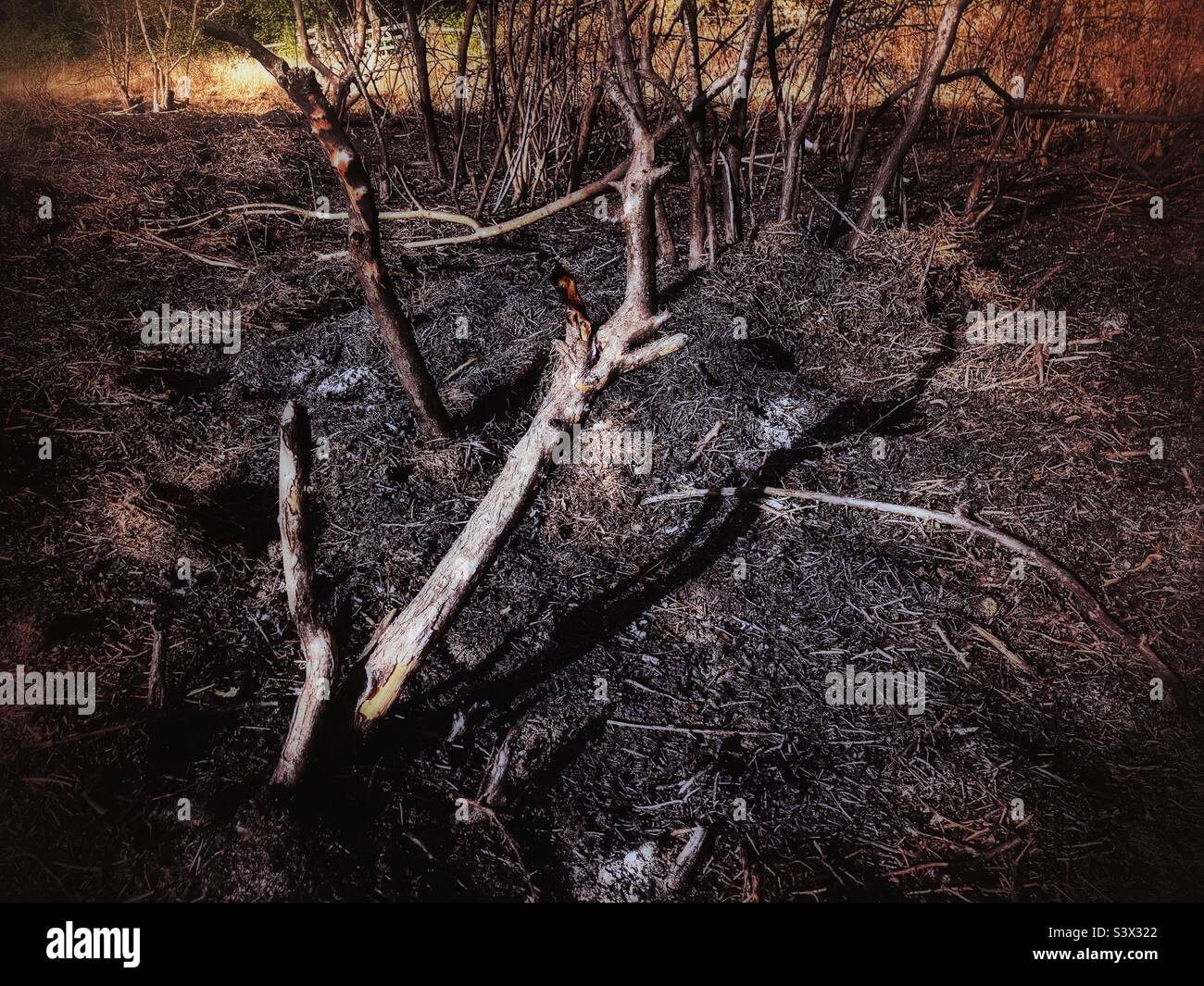 La siepe e il campo bruciati. Un incendio estivo ha distrutto parte di un prato e di una siepe. Foto Stock