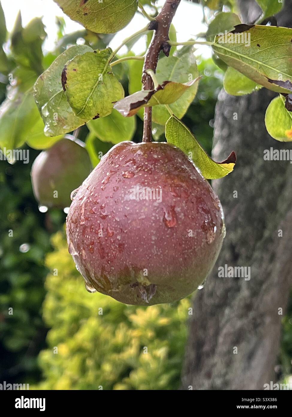 Pera appesa all'albero della pera con foglie e sfondo sfocato Foto Stock