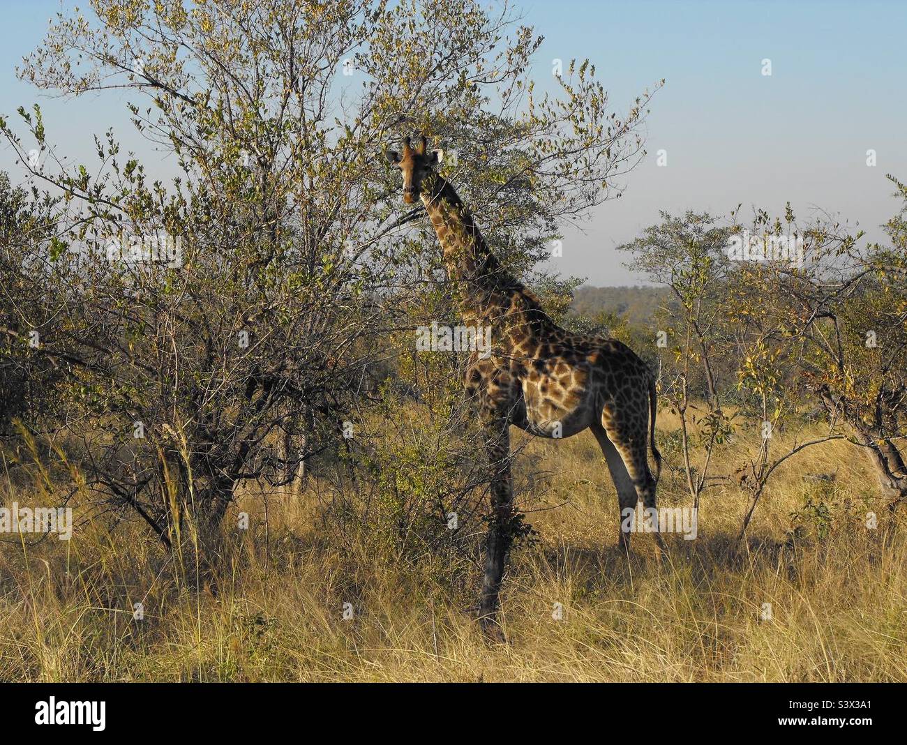Safari Parco Nazionale Krueger Sud Africa Giraffe Foto Stock