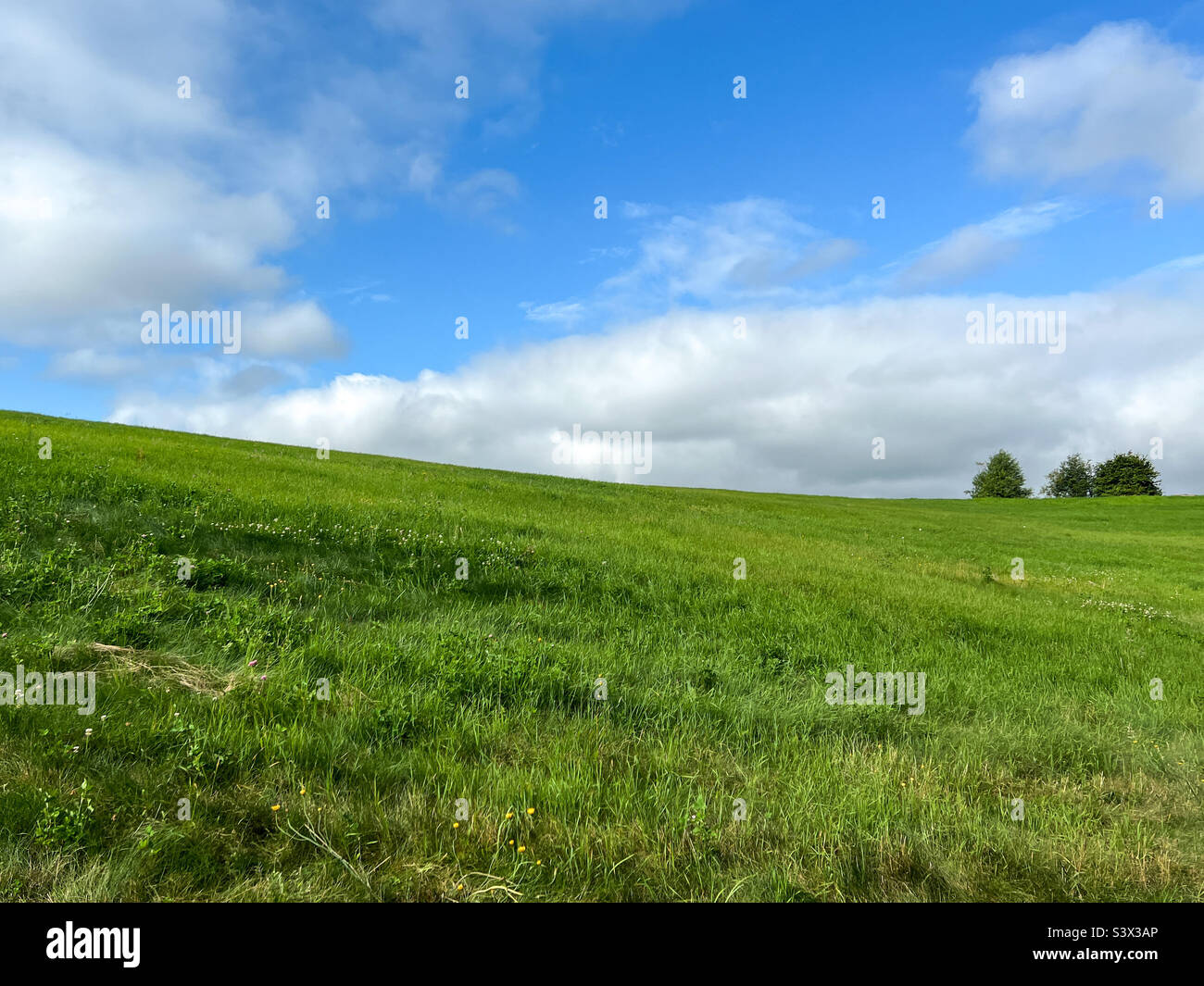 I campi in verde Foto Stock