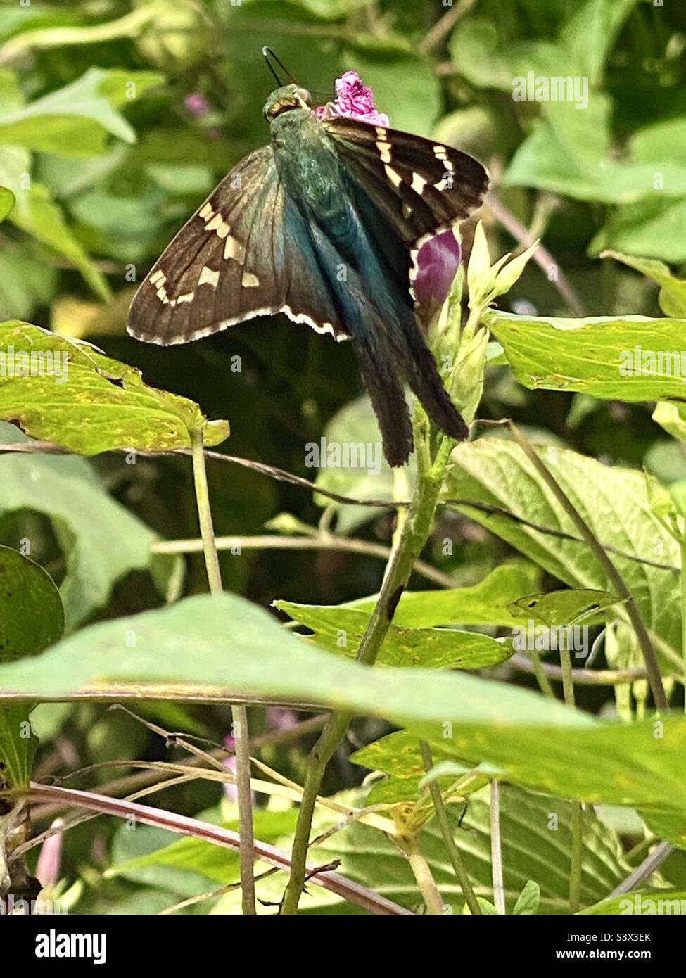 Skipper a coda lunga sunning Foto Stock