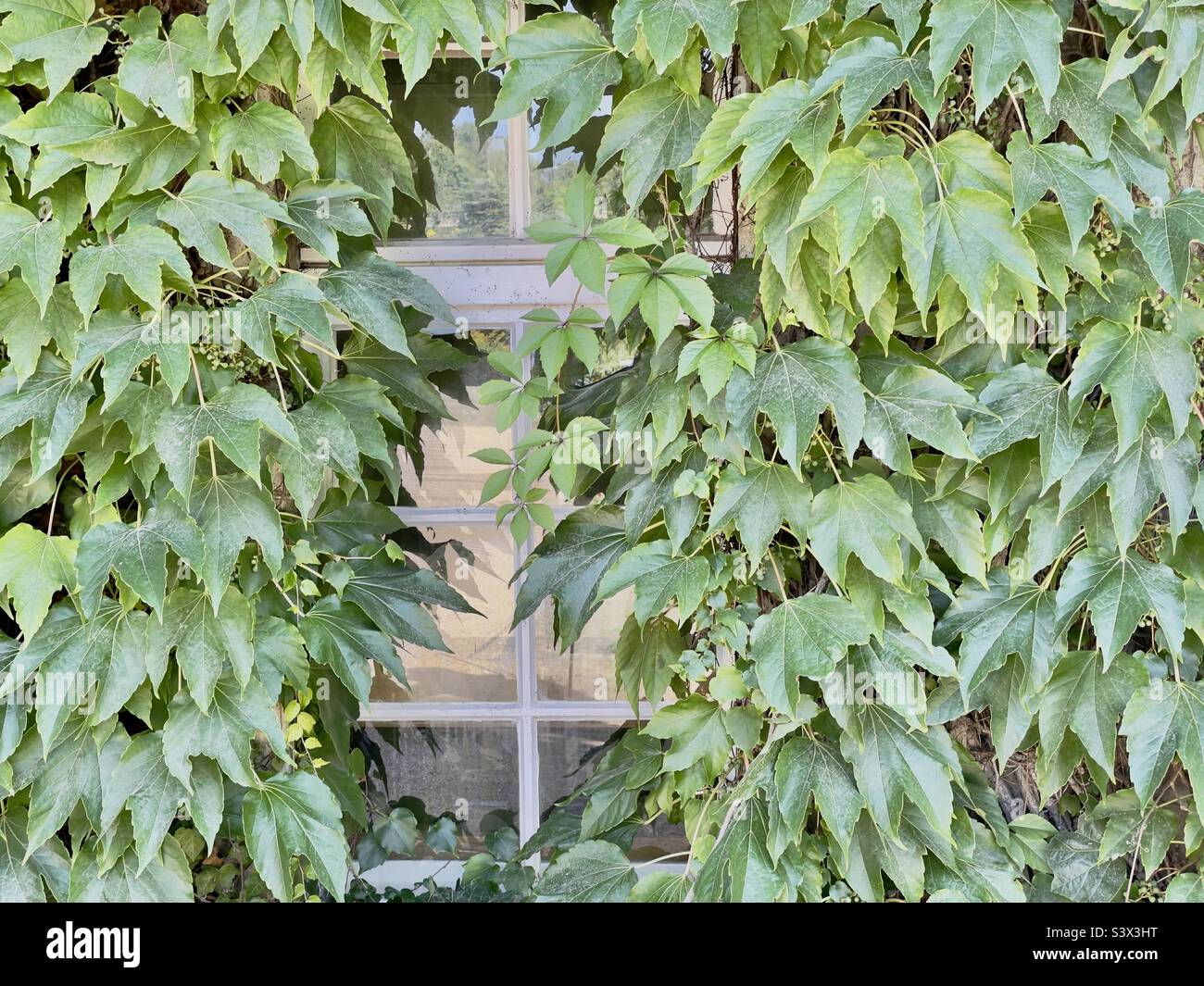 Esterno dell'edificio coperto di foglie Foto Stock