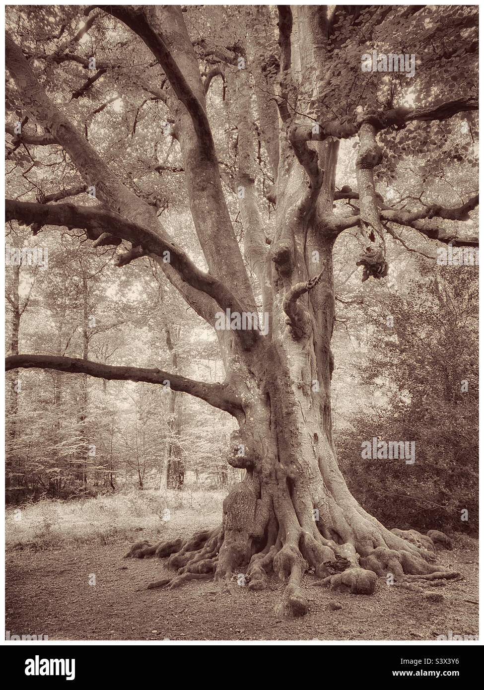 Un vecchio albero di gnarled in una foresta del bosco in qualche luogo in Europa. Gli alberi forniscono così tanto al nostro pianeta, ma purtroppo non sono trattati con sufficiente rispetto. Foto ©️ COLIN HOSKINS. Foto Stock