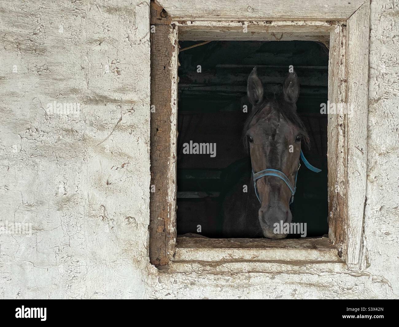 Cavallo al buio. Un cavallo esce dalla sua stalla. Foto Stock